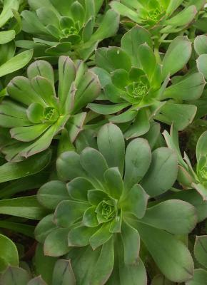 Aeonium pseudourbicum