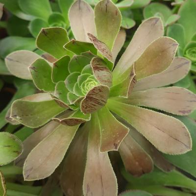 Aeonium holochrysum