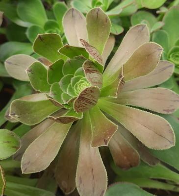 Aeonium holochrysum