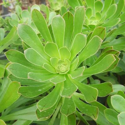 Aeonium decorum