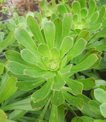 Aeonium decorum