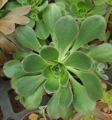 Aeonium ciliatum
