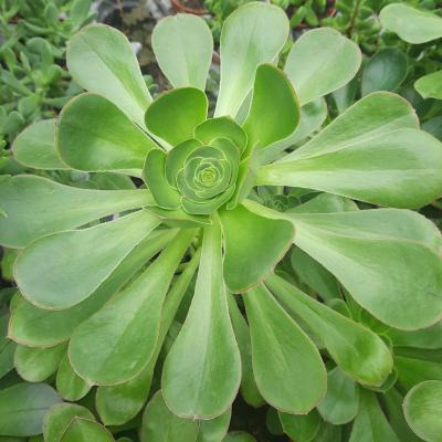 Aeonium undulatum