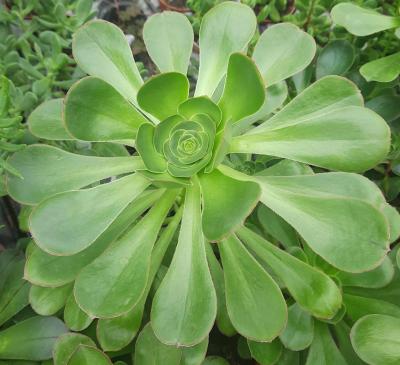 Aeonium undulatum