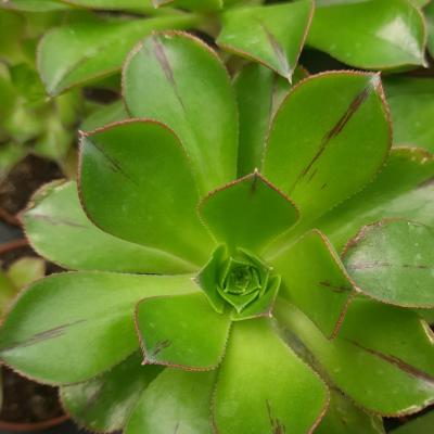 Aeonium appendiculatum