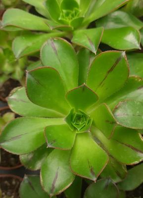 Aeonium appendiculatum