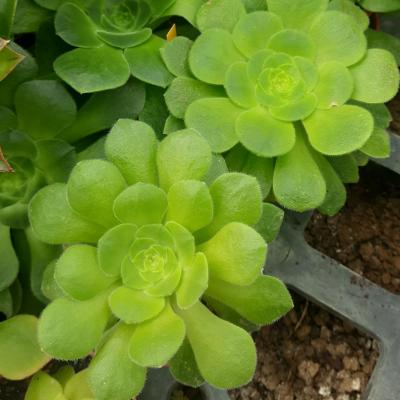 Aeonium subplanum