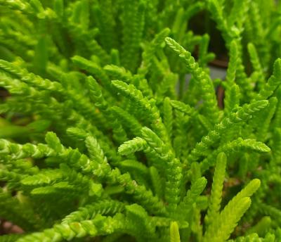 Crassula muscosa
