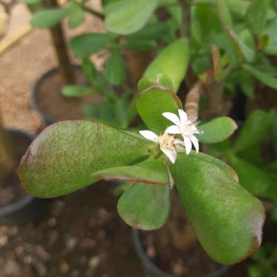 Crassula ovata