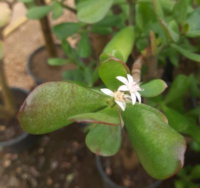 Crassula ovata