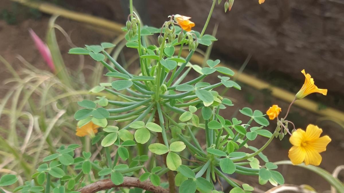 Oxalis