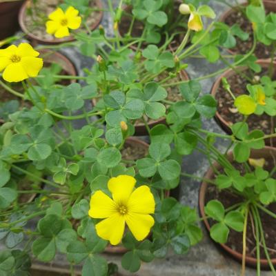 oxalis megalorrhiza