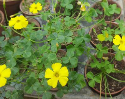 oxalis megalorrhiza