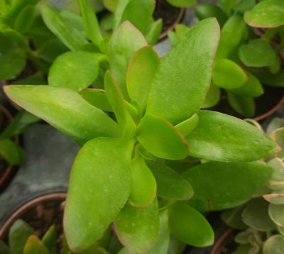 Crassula dejecta