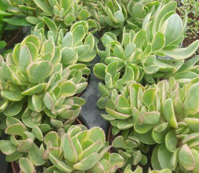 Crassula swaziensis variegata