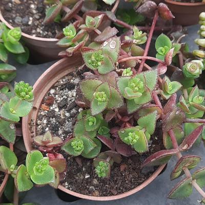 Crassula pellucida var. marginalis