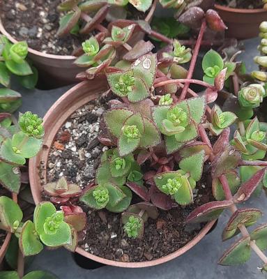 Crassula pellucida var. marginalis