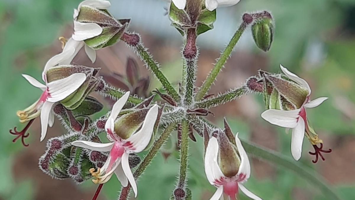 Pelargonium