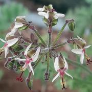 Pelargonium carnosum