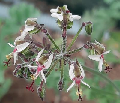 Pelargonium carnosum