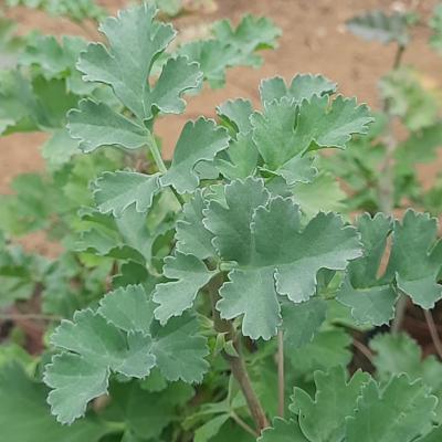 Pelargonium gibbosum