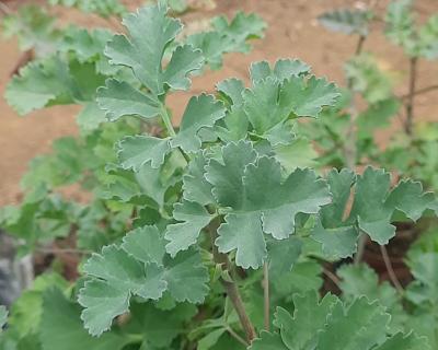 Pelargonium gibbosum