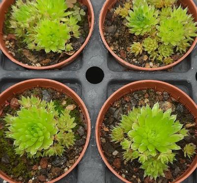 Orostachys spinosor minor