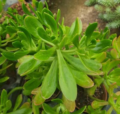 Sedum prealtum