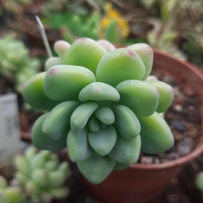 Sedum clavatum