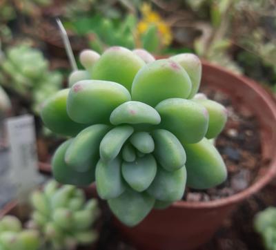 Sedum clavatum