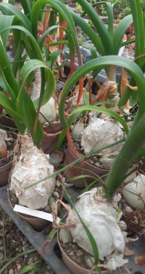 Ornithogalum caudatum