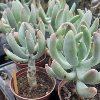 Pachyphytum fittkaui