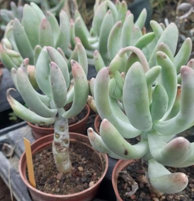 Pachyphytum fittkaui