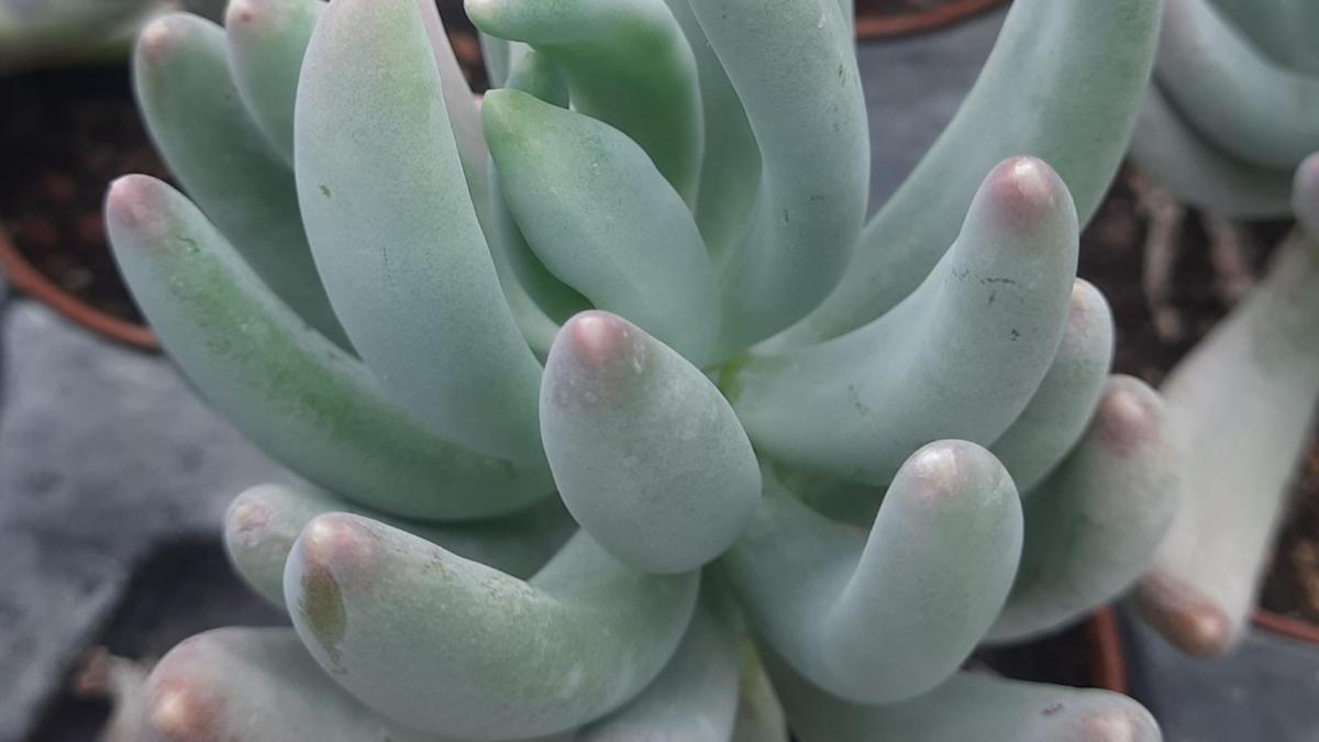 Pachyphytum