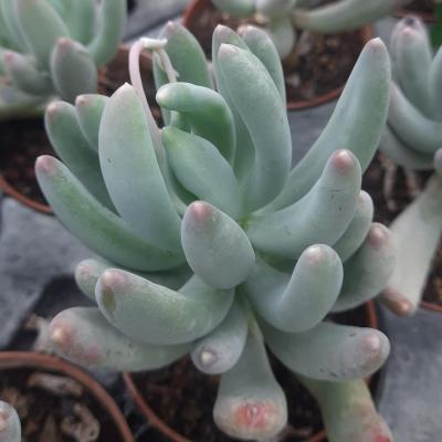 Pachyphytum longifolium