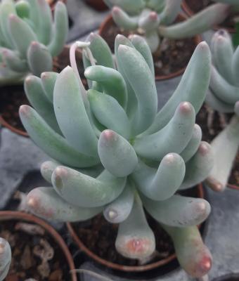 Pachyphytum longifolium