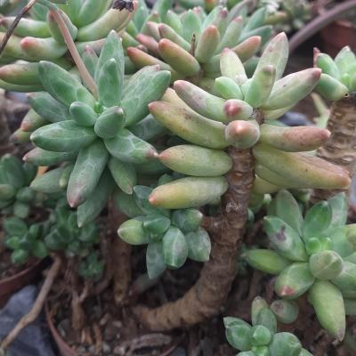 Pachyphytum hookeri