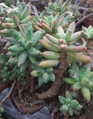 Pachyphytum hookeri