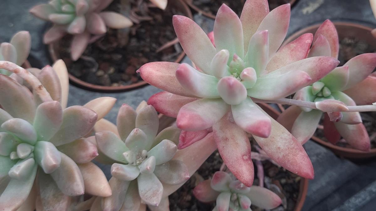 Sedeveria