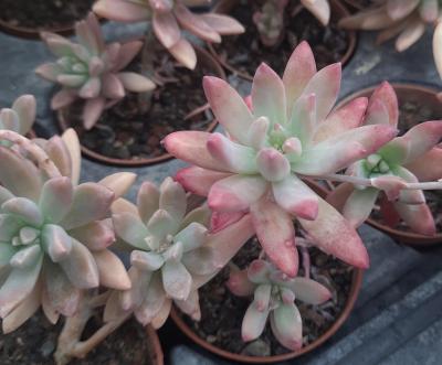 Sedeveria 