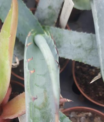 Agave asperima
