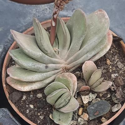 Gasteria carinata v. schweickertiana