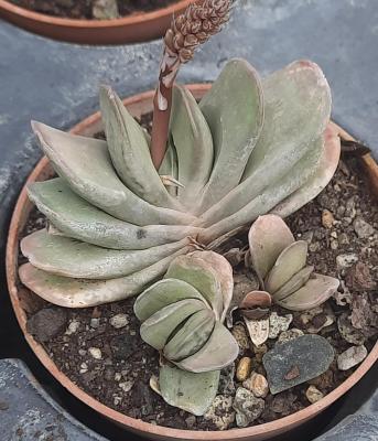 Gasteria carinata v. schweickertiana