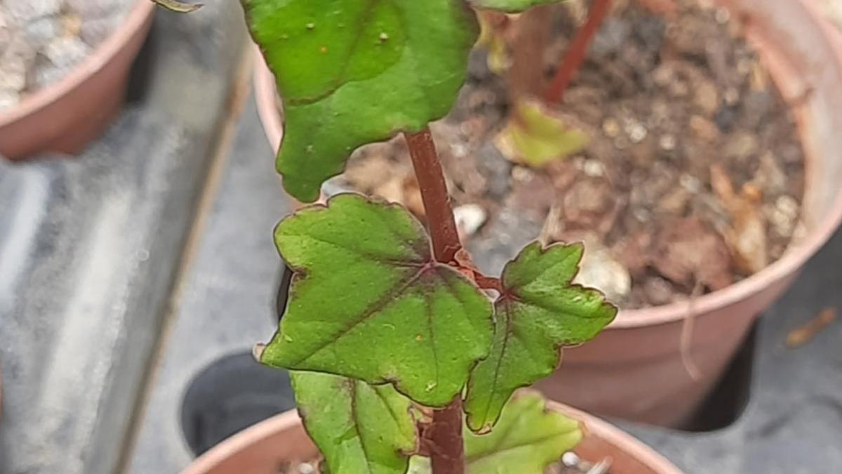 Begonia