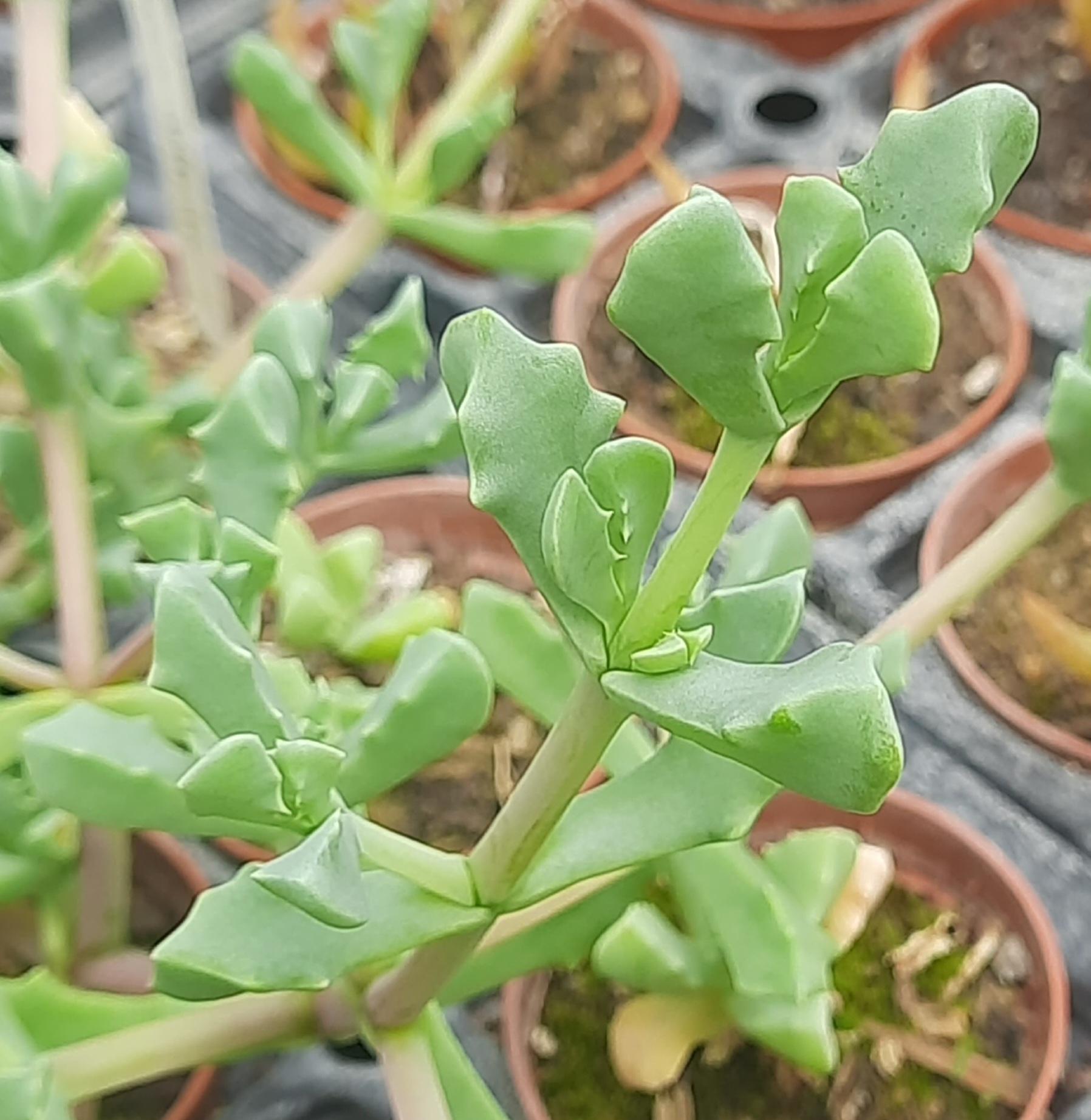 Oscularia deltoides