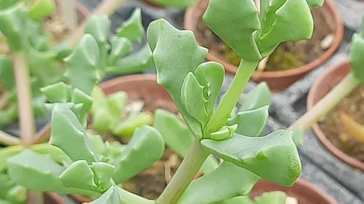 Oscularia