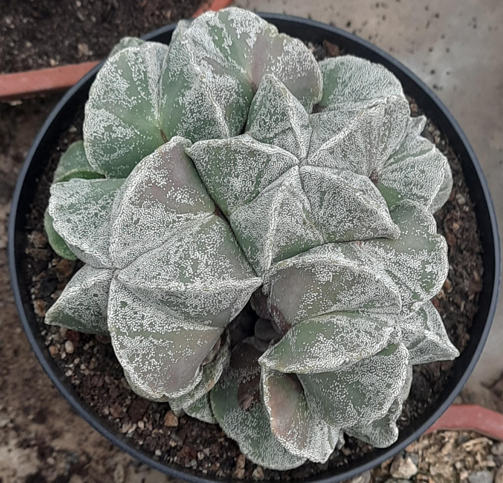 Astrophytum