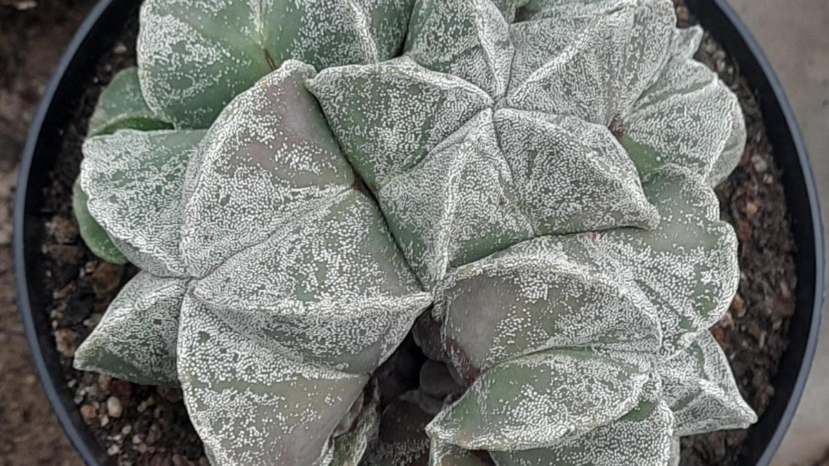 Astrophytum