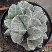 Astrophytum