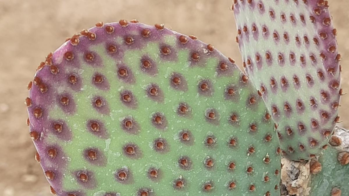 Opuntia